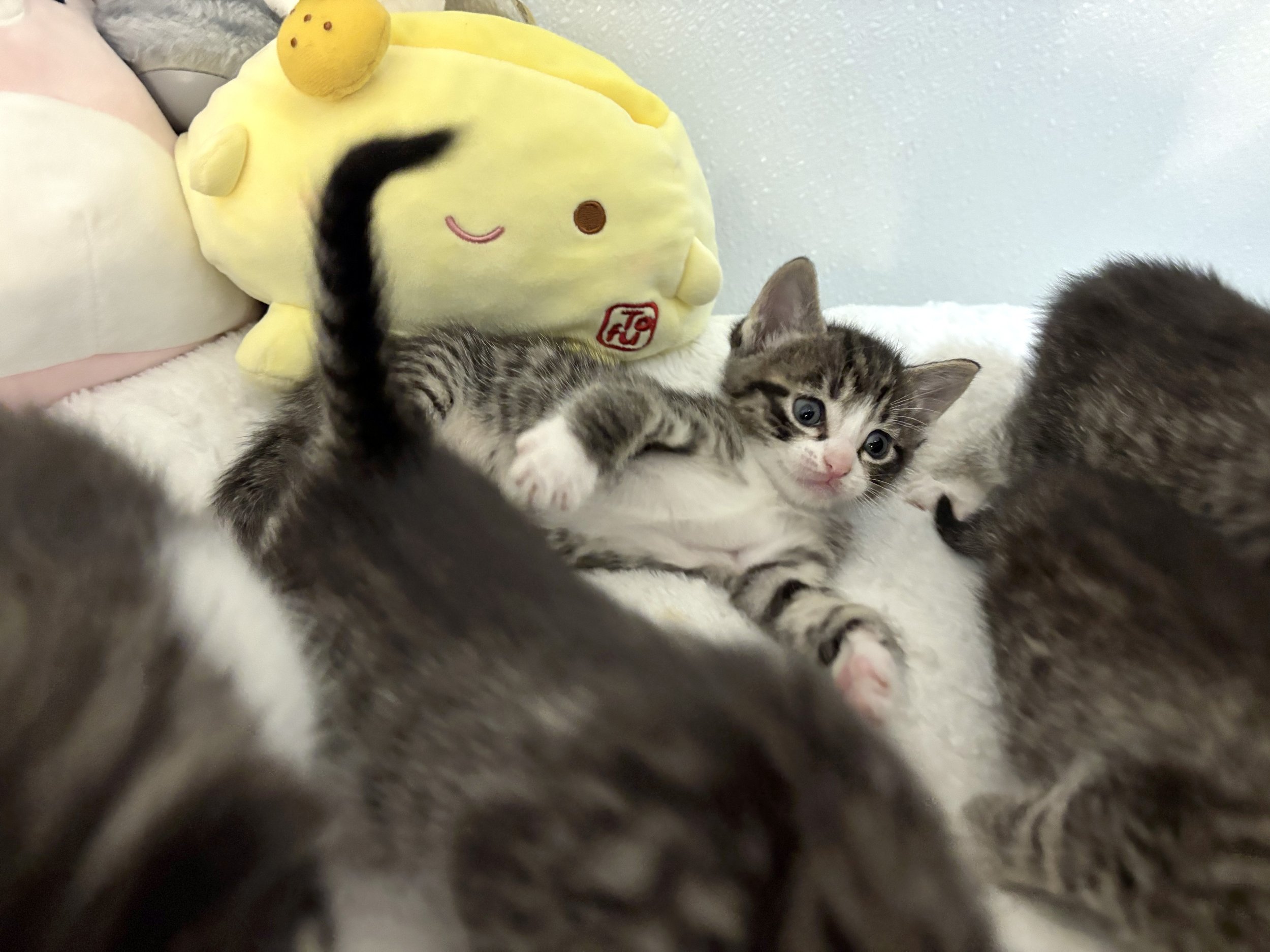 Bird Kitten #4