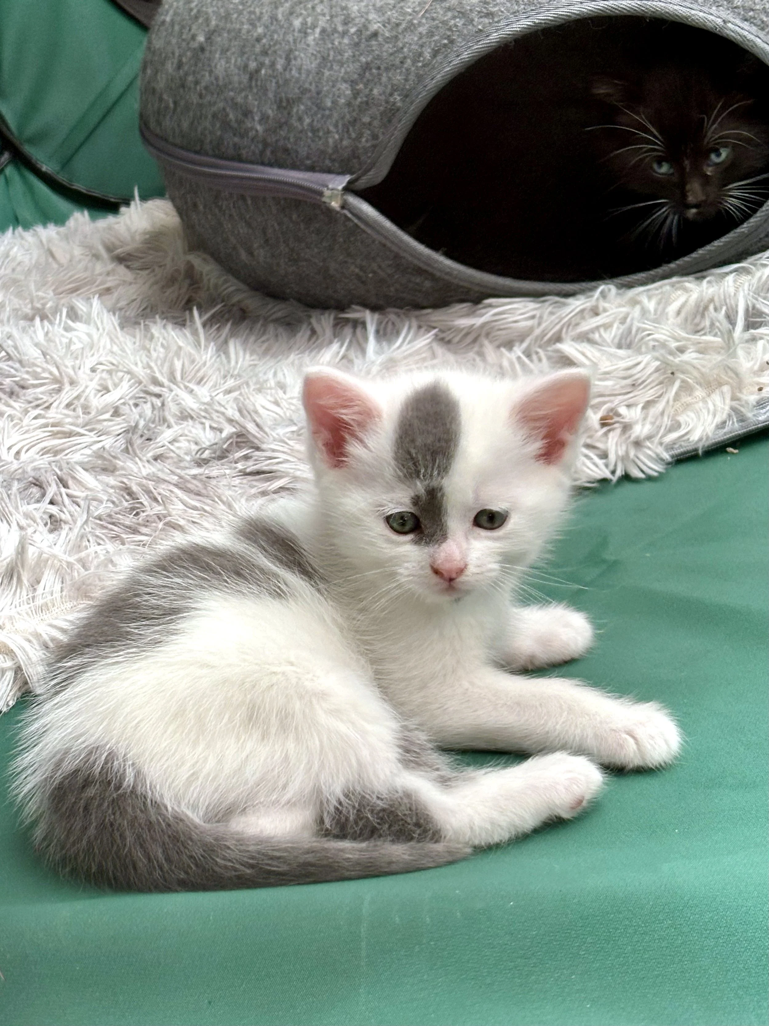 GOT Kitten #3