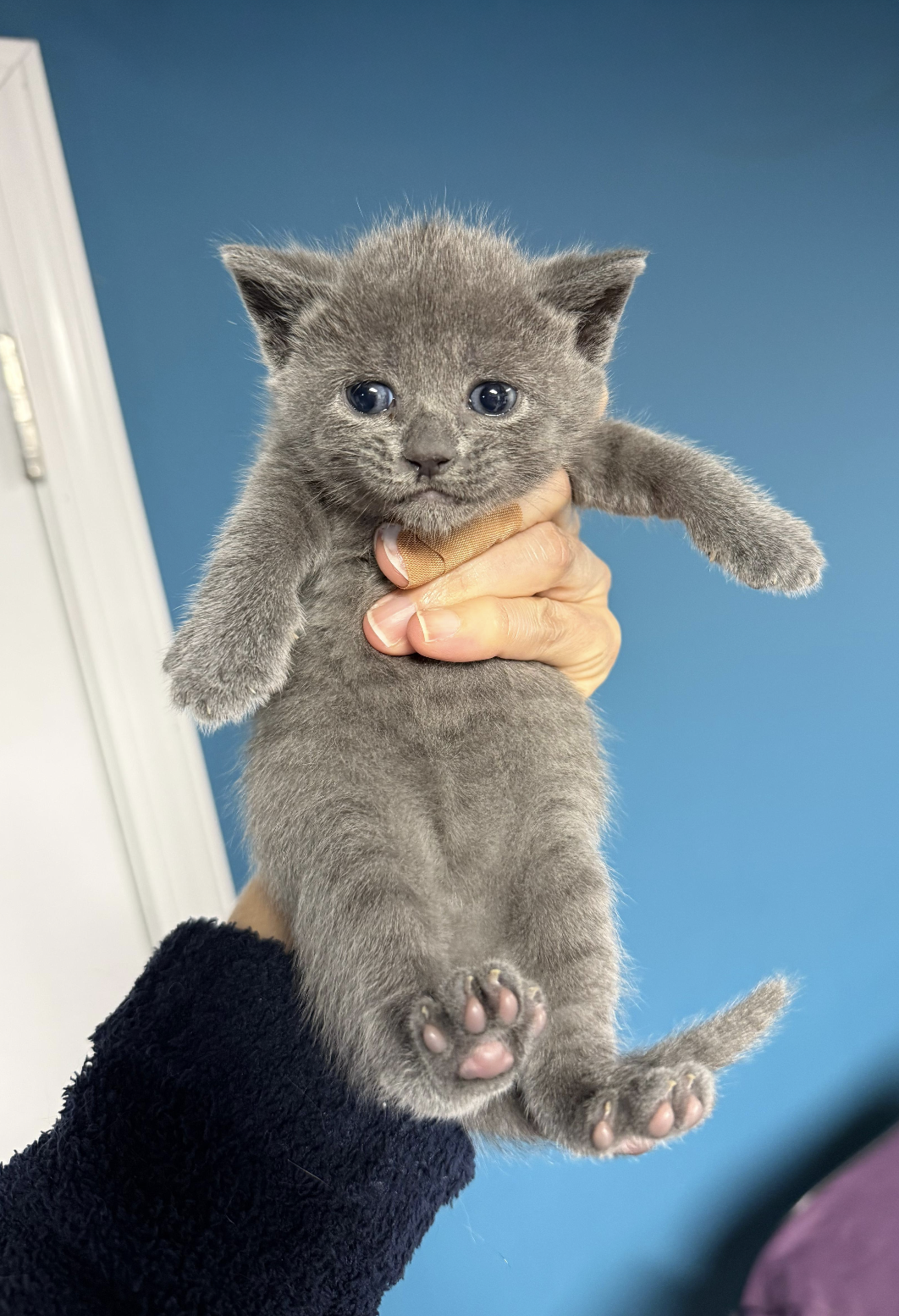 Catty's Kitten #1