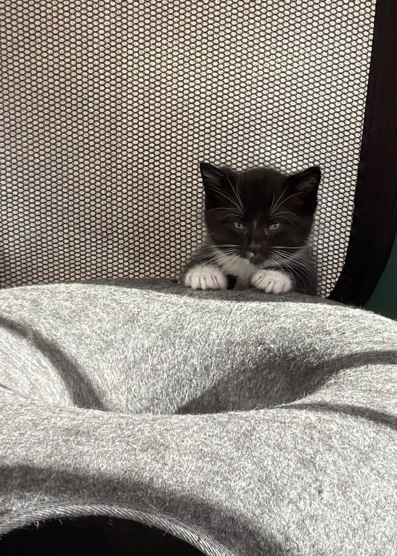 GOT Kitten #1