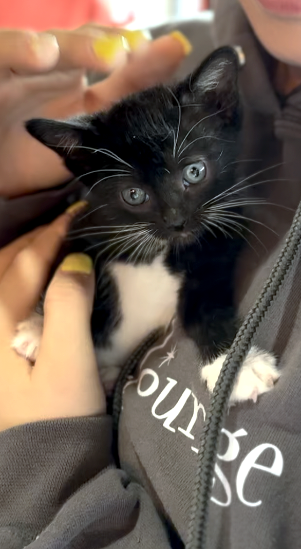 Bird Kitten #1