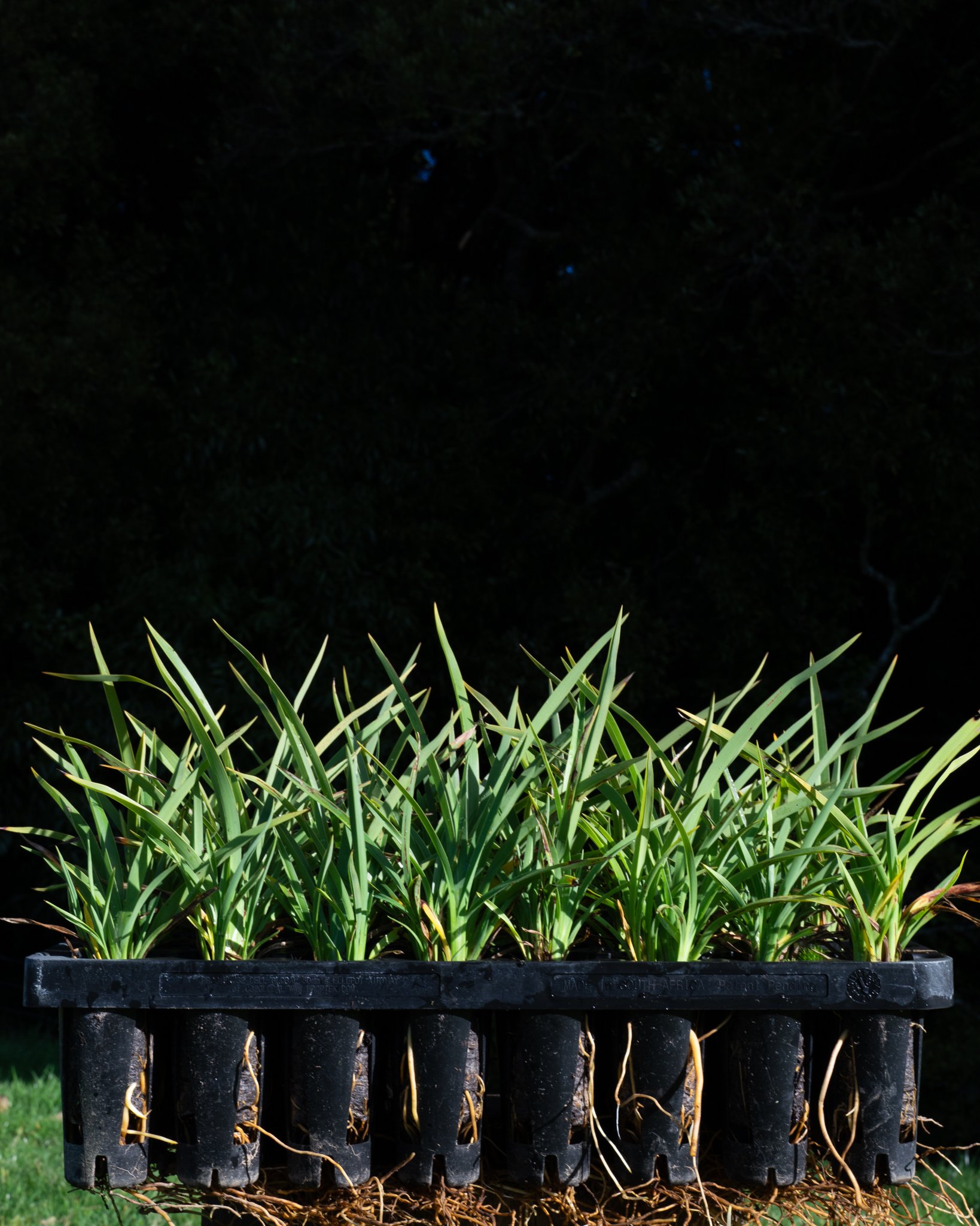 Wharariki/Mountain Flax (Phormium Cookianum)