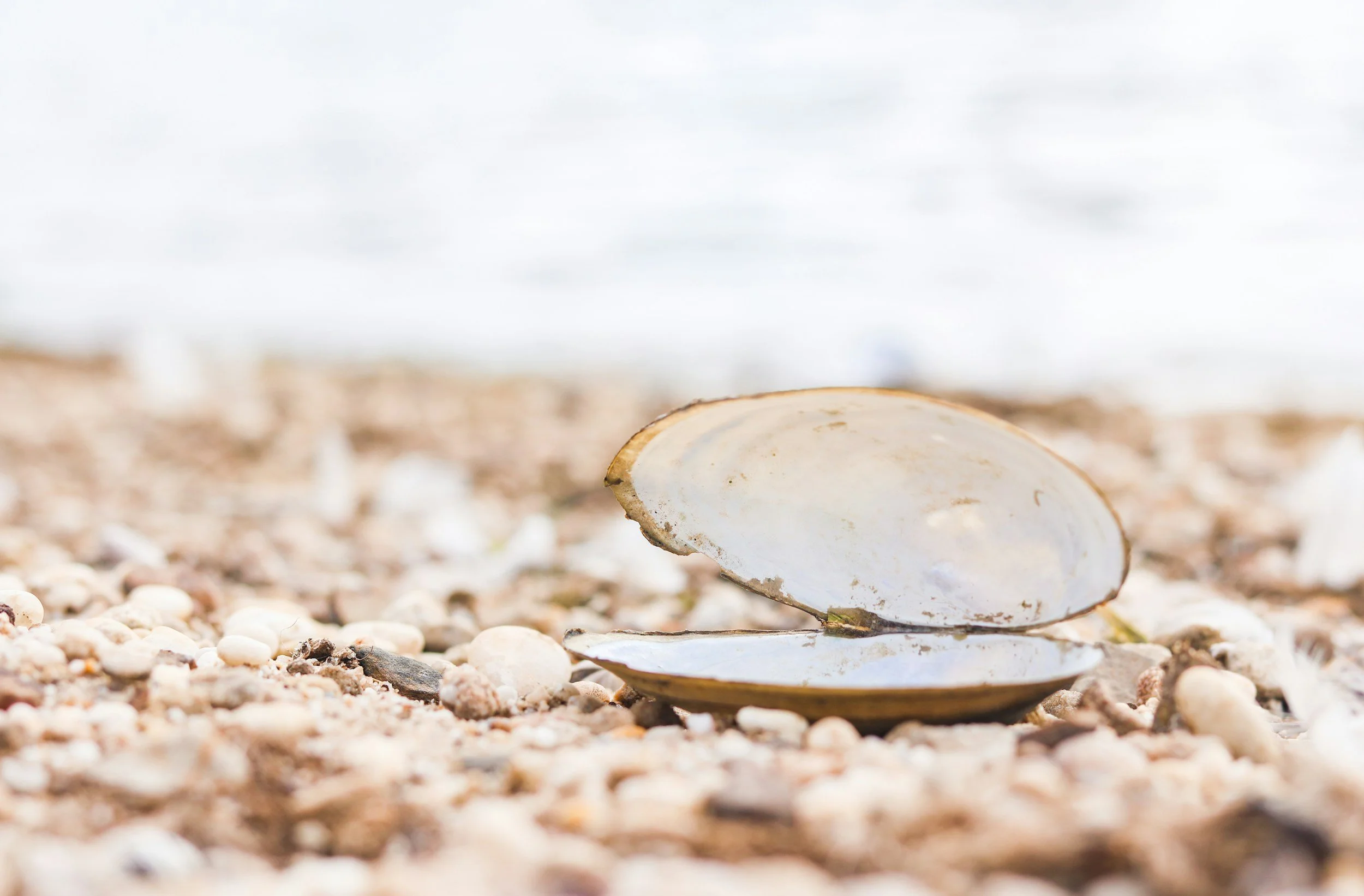 Introducing Saltwater Roots: A New Approach to Infertility Support