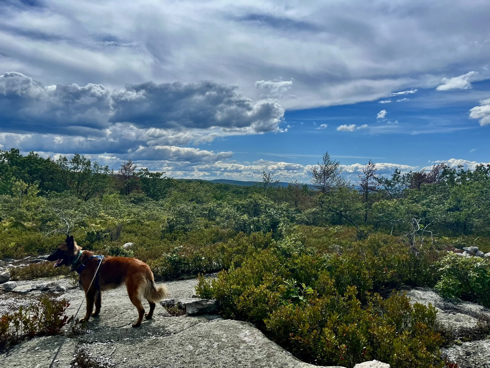 Every Dog Is a Hero: Facing the Monsters on Their Path.