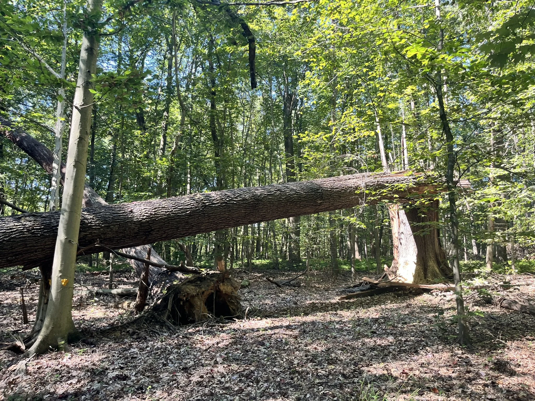 Small Wins, Strong Foundations: Supporting Your Dog’s Daily Growth