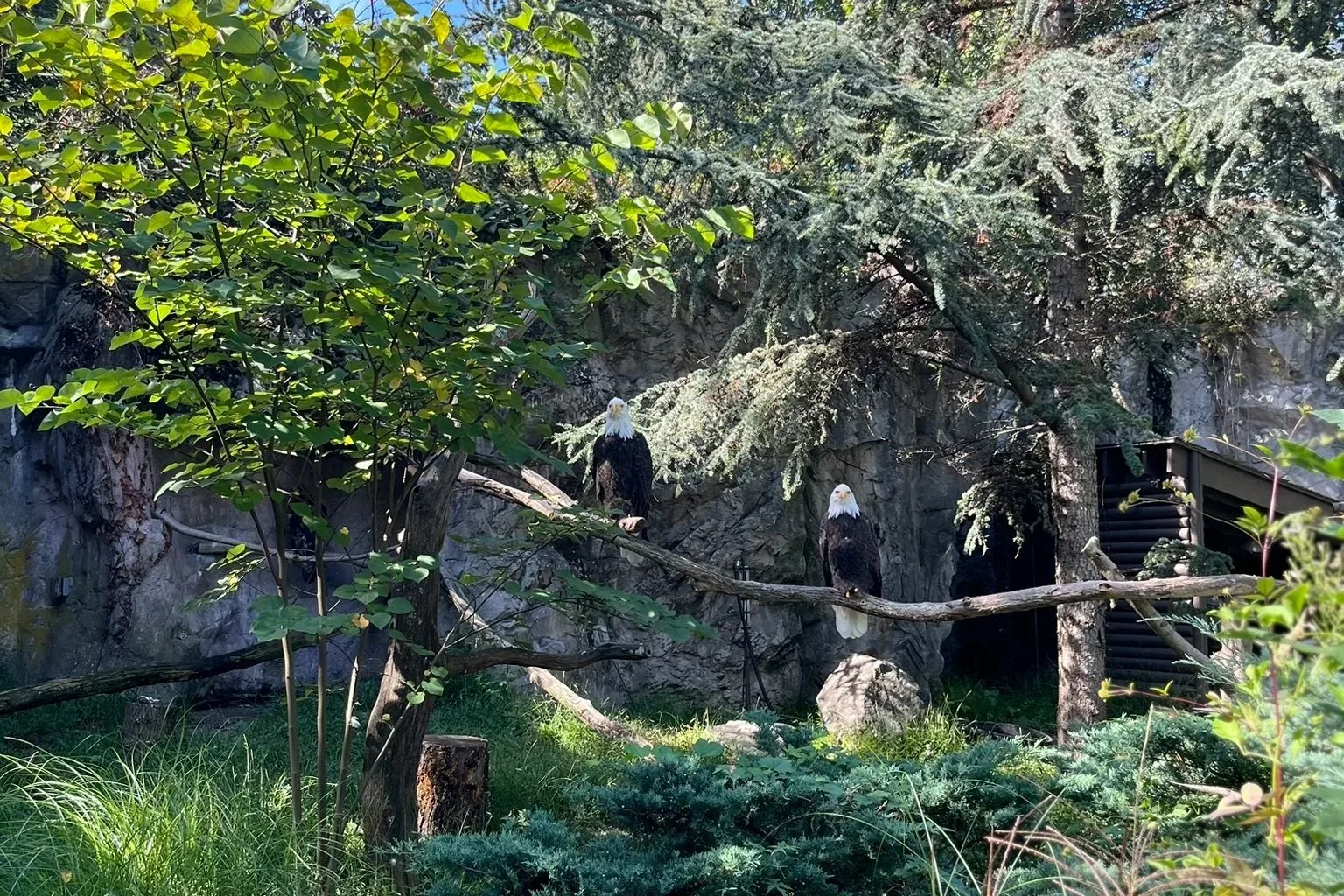 Calm Is a Skill: Helping Dogs Learn Emotional Regulation