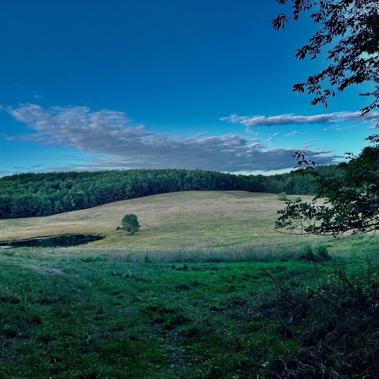 Steady Ground, Safe Minds: Supporting Dogs Through Decompression