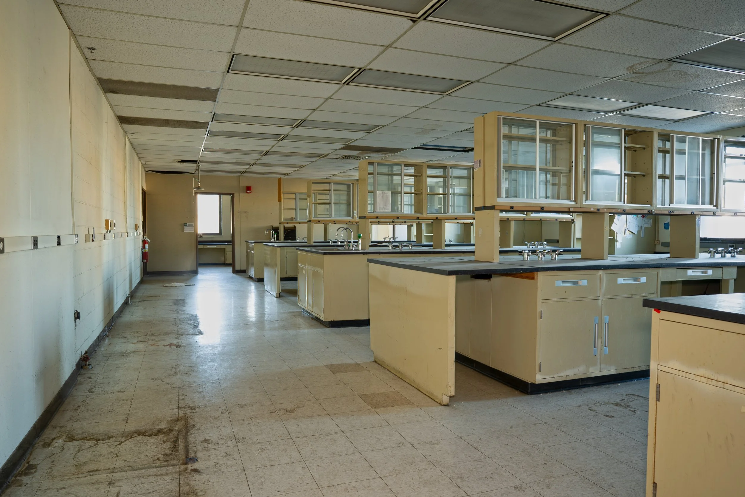That same lab 