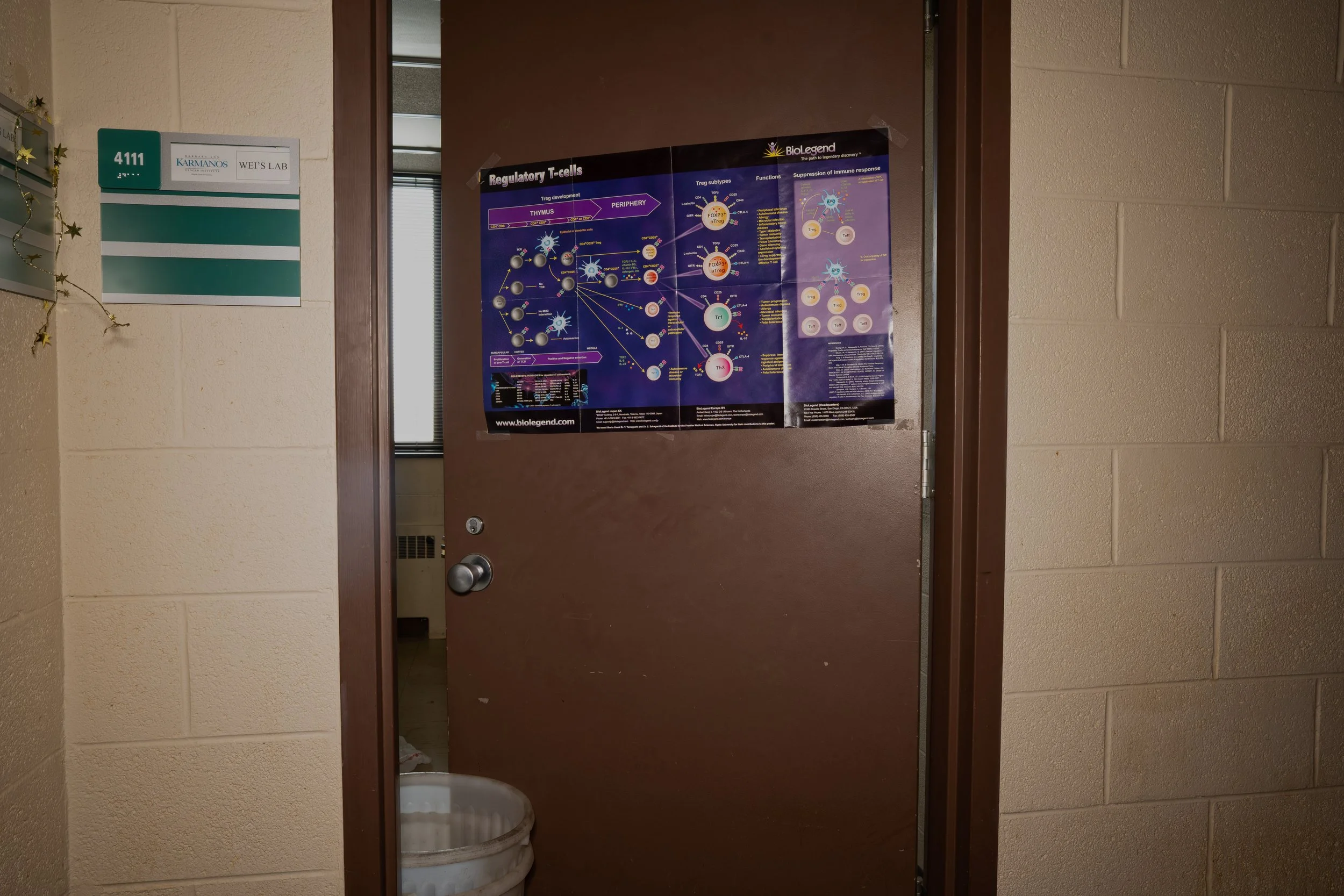 Poster explaining T cells