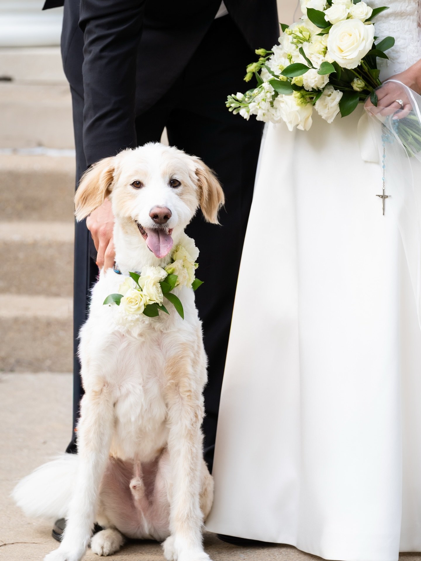 Hannah and Tyler knew their wedding day wouldn&rsquo;t feel complete without Blaze there to celebrate! 🐾⁠
⁠
We helped the couple think through caretakers and having their pup arrive at the perfect time. While H &amp; T soaked up every moment of the 