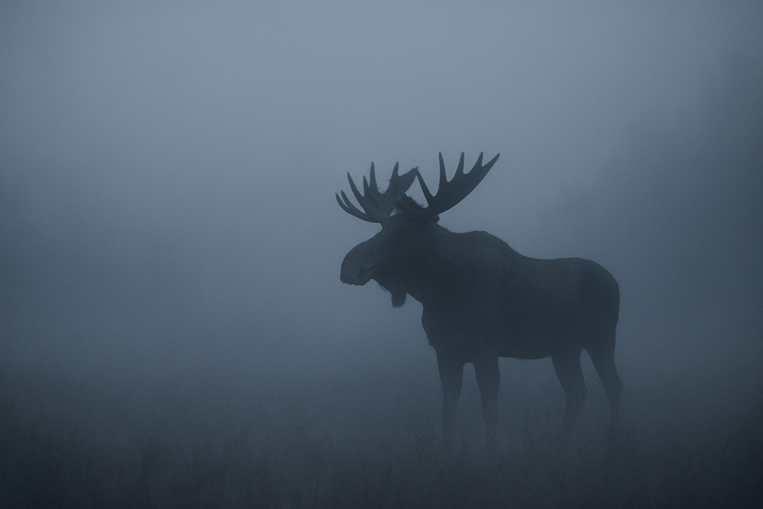 Rick’s Moose Hunt Misadventure