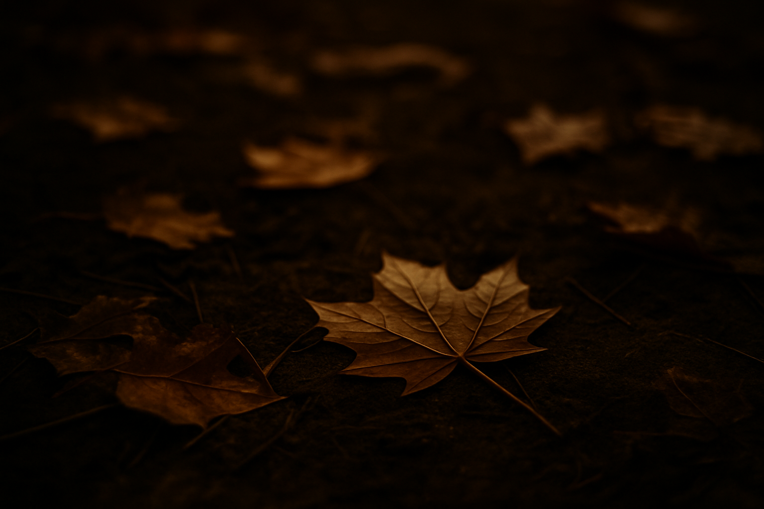 A single brown autumn leaf on dark ground surrounded by other fallen leaves.