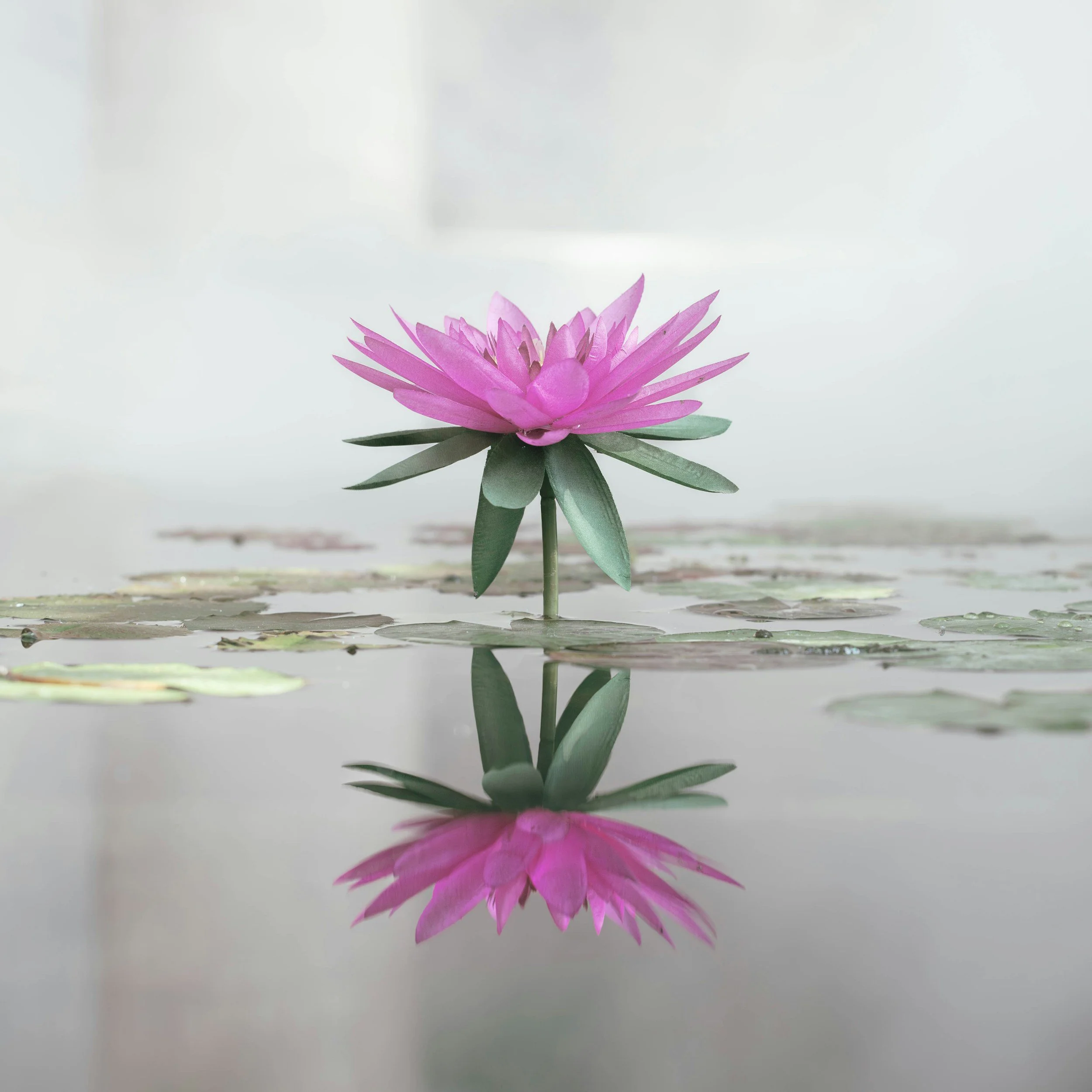Mirror image of pink lotus flower on pond
