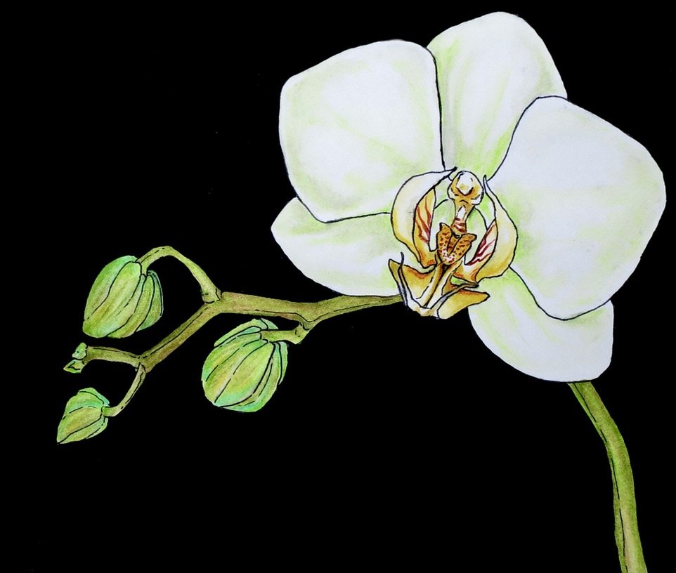 Phalaenopsis Orchid Print
