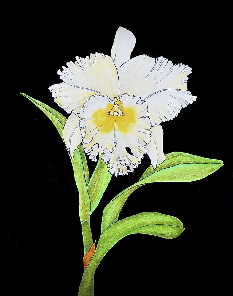 Cattleya Orchid Print