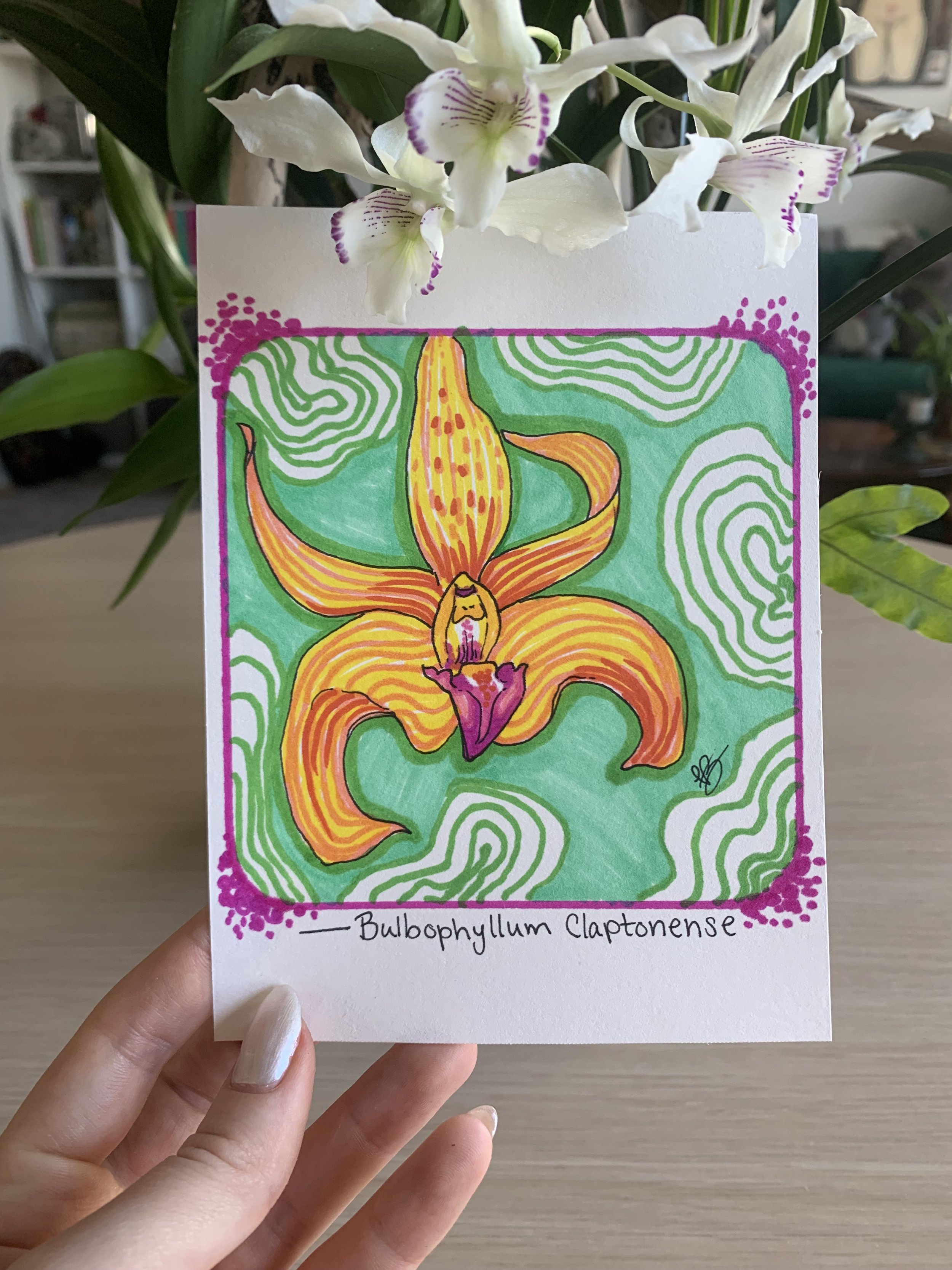 Bulbophyllum Mini Original
