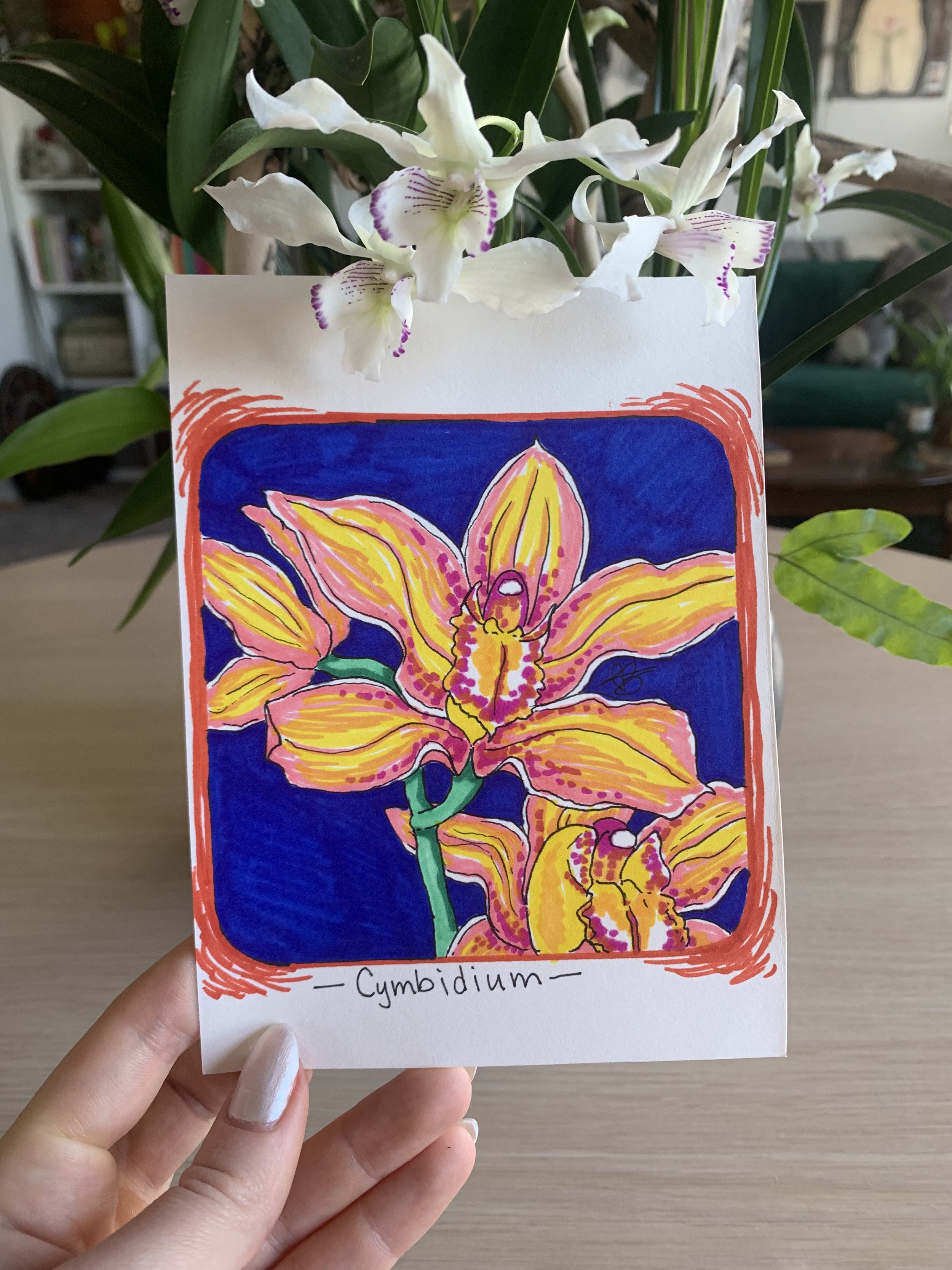 Cymbidium Mini Original