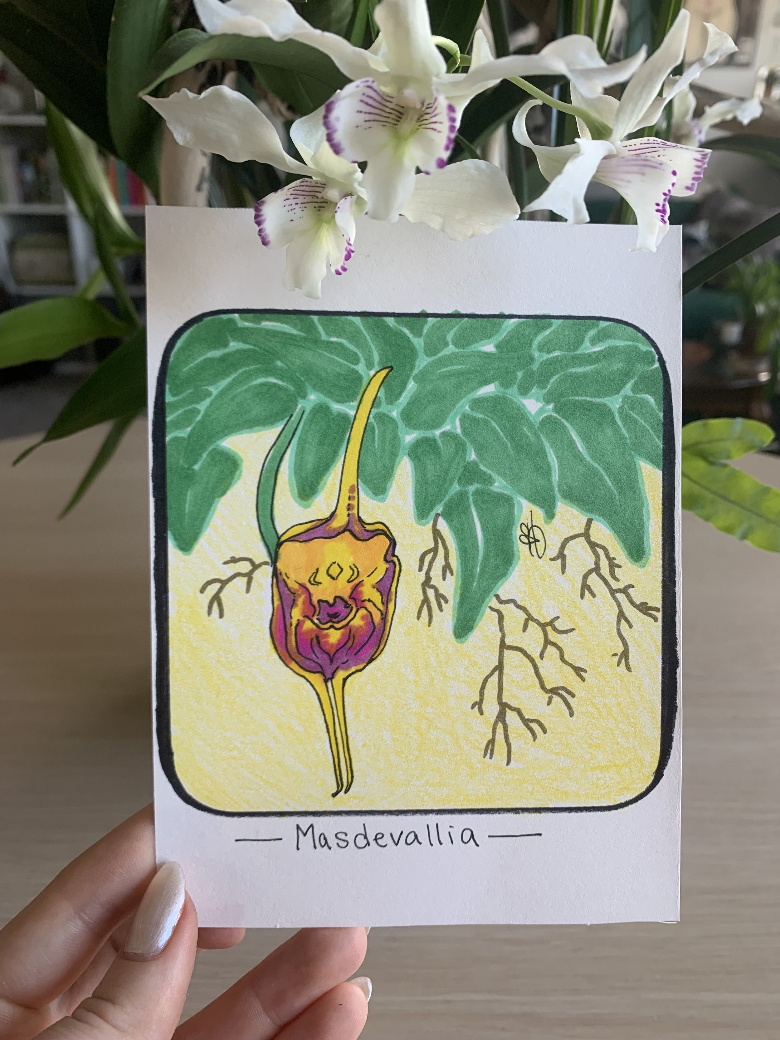 Masdevallia Mini Original