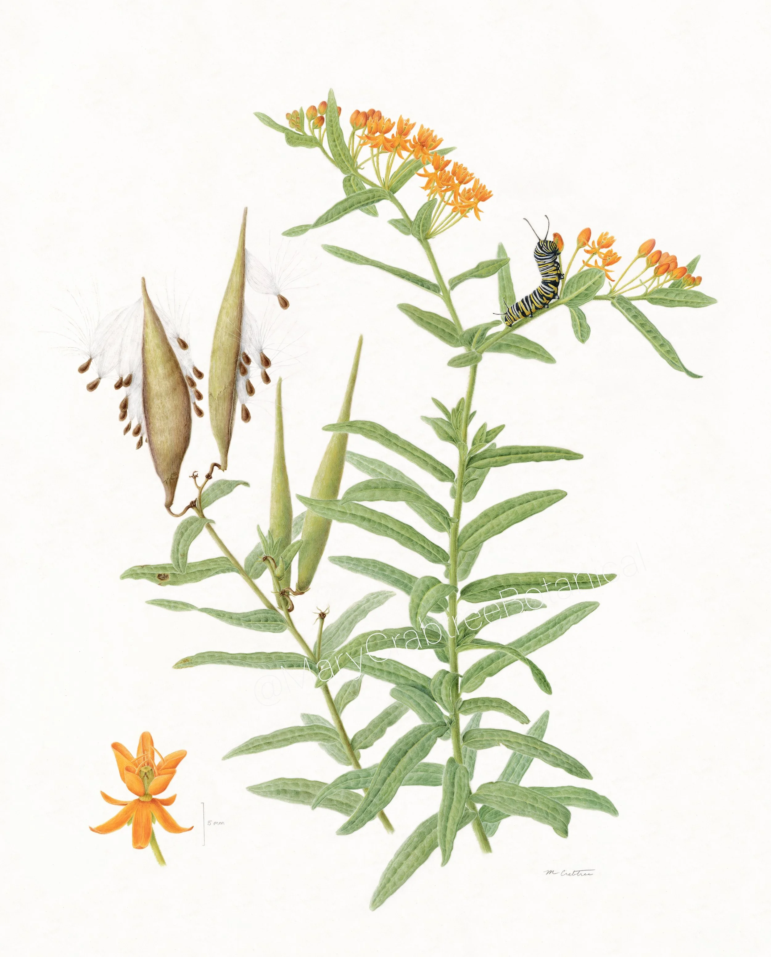 Asclepias tuberosa subsp. interior - Watercolor on Vellum