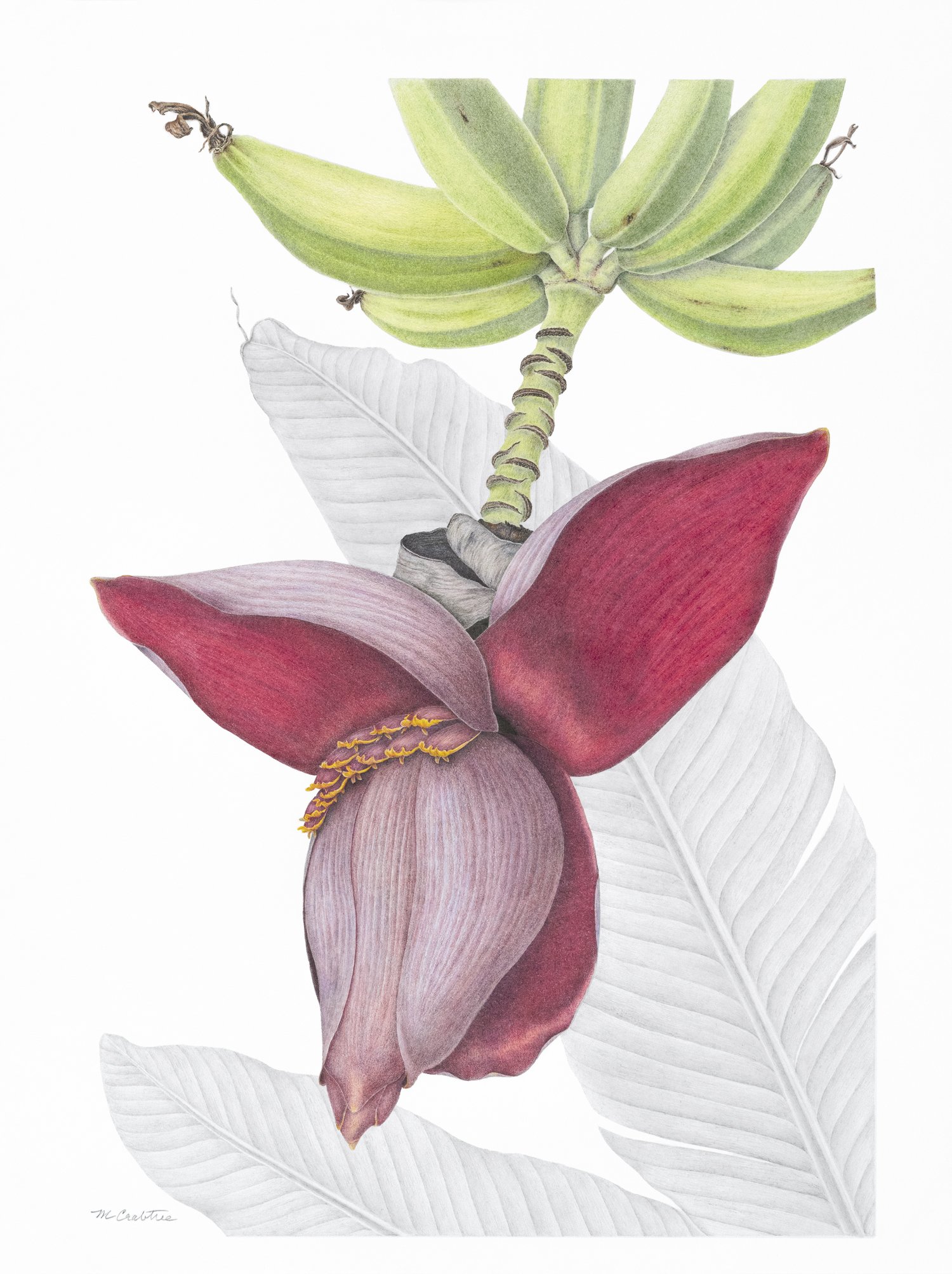 Dreaming of Morocco - Colored Pencil on Paper