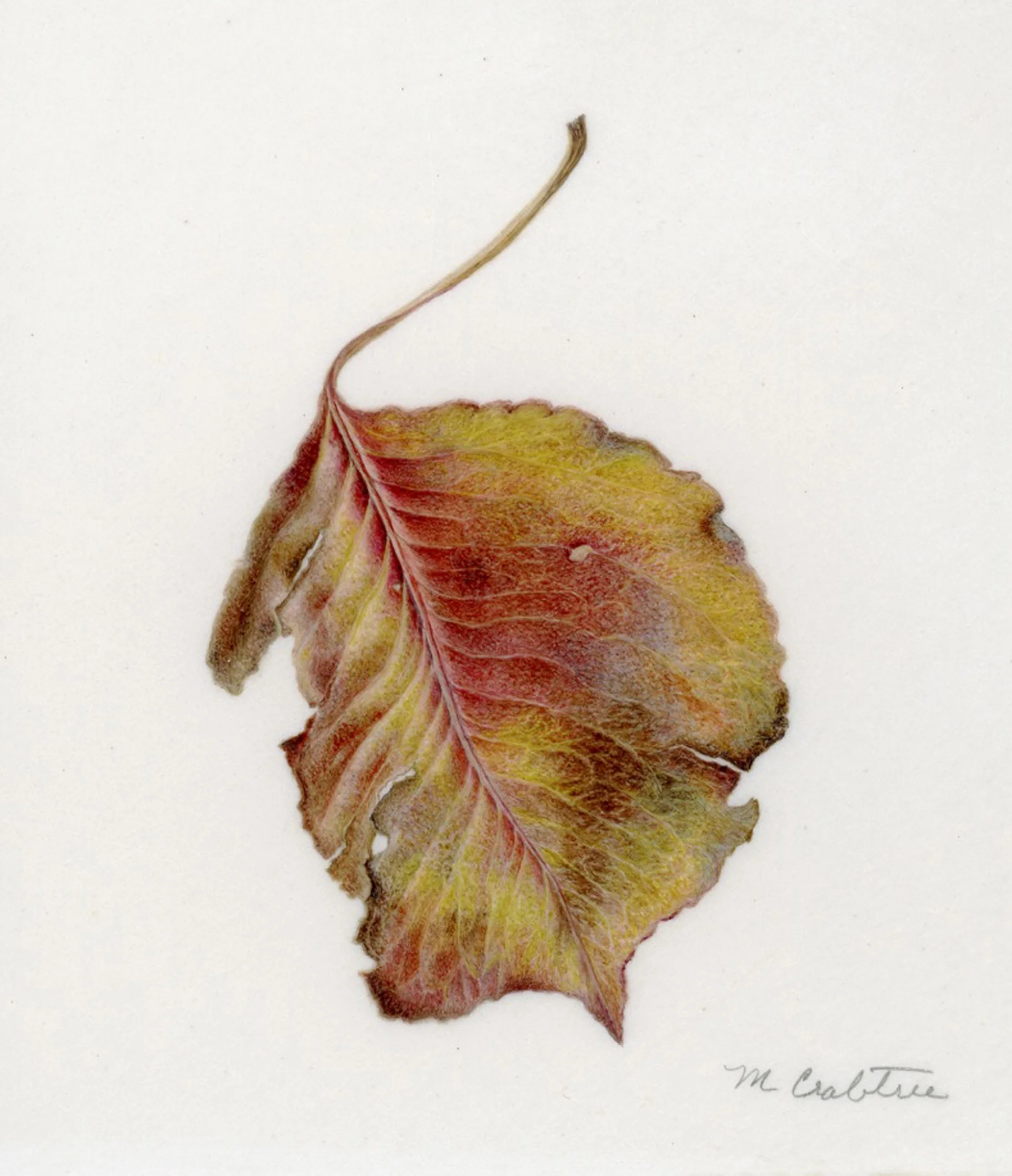a fall leaf