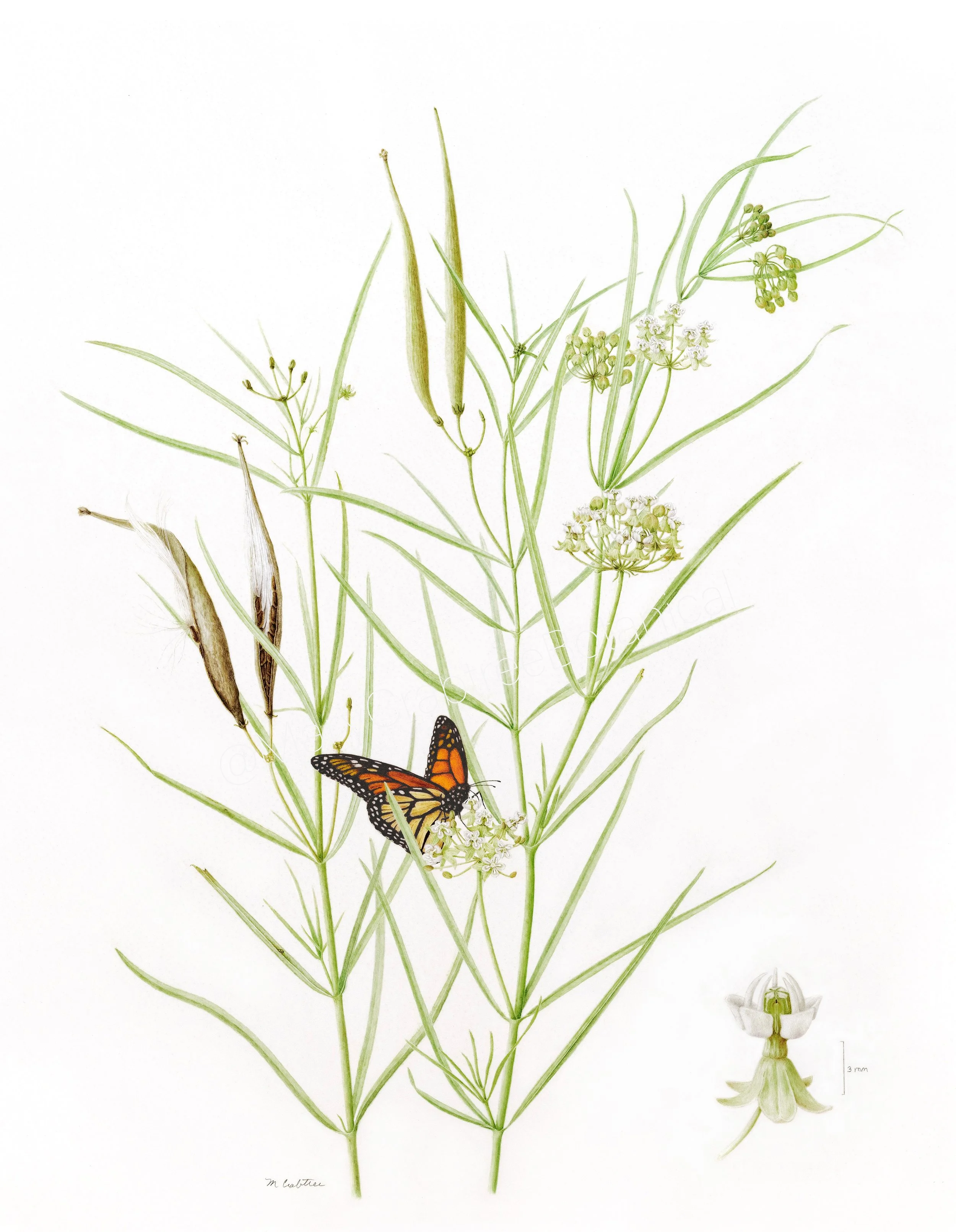 Asclepias subverticillata - Watercolor on Vellum