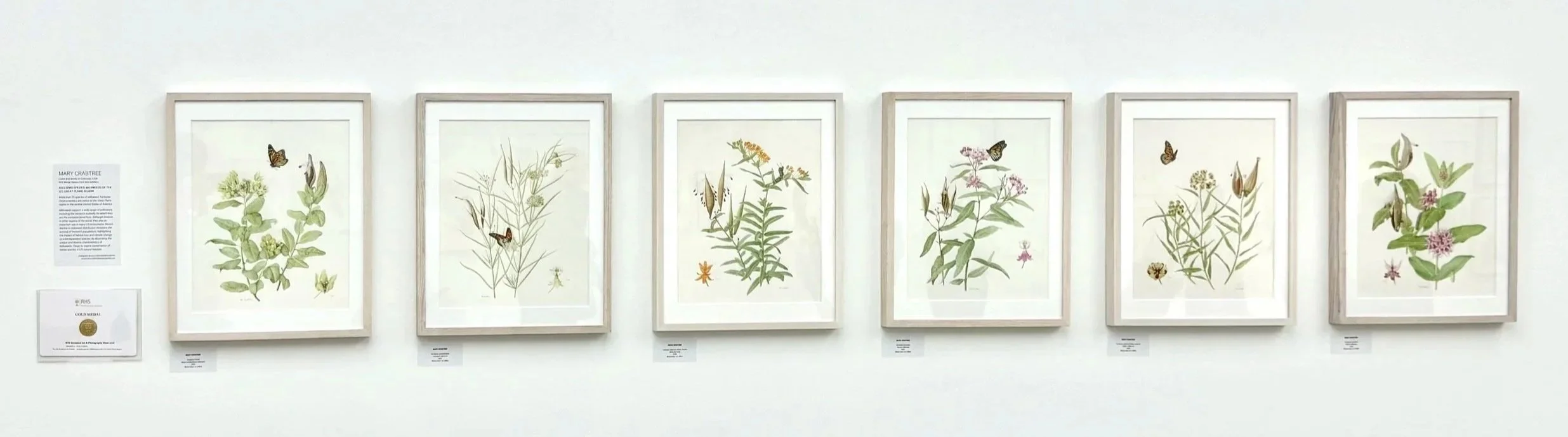 Six framed botanical illustrations of milkweed plants with butterflies on a white gallery wall.