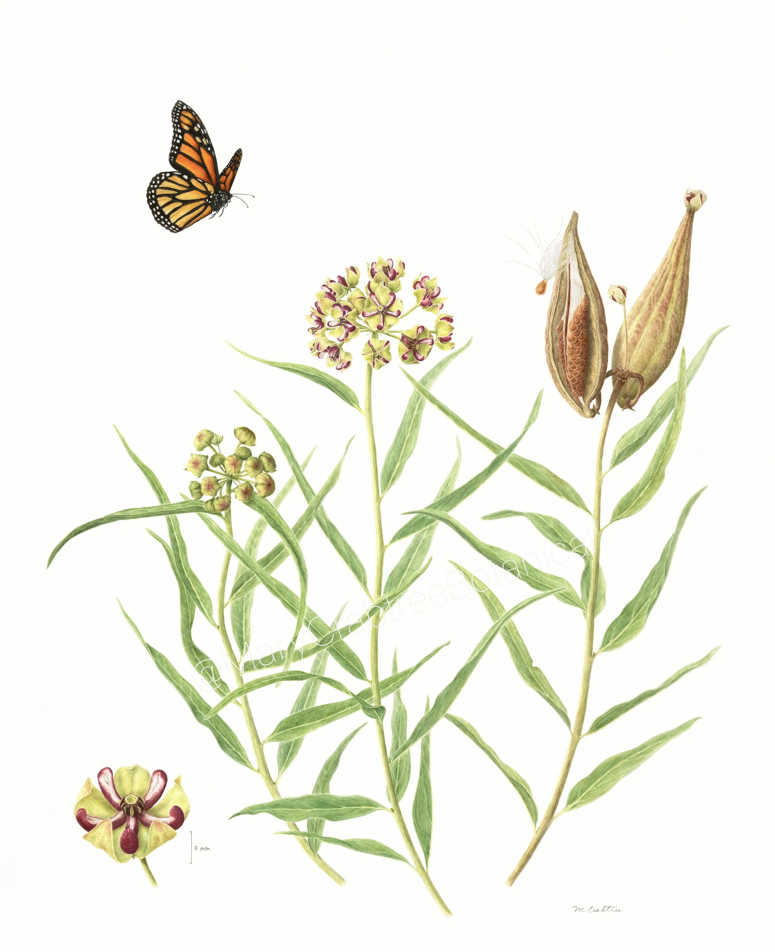 Asclepias asperula subsp. asperula - Watercolor on Vellum