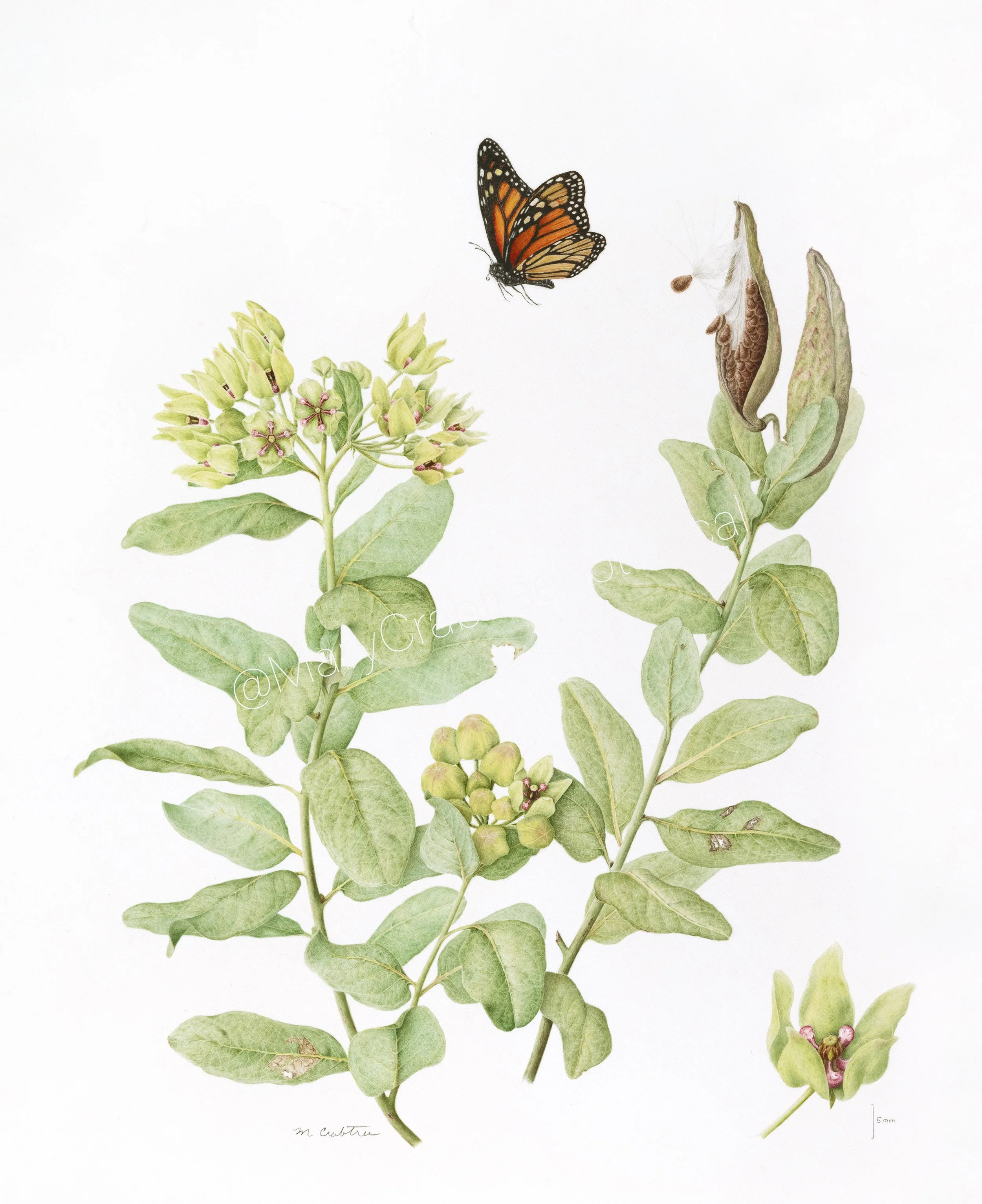 Asclepias viridis - Watercolor on Vellum