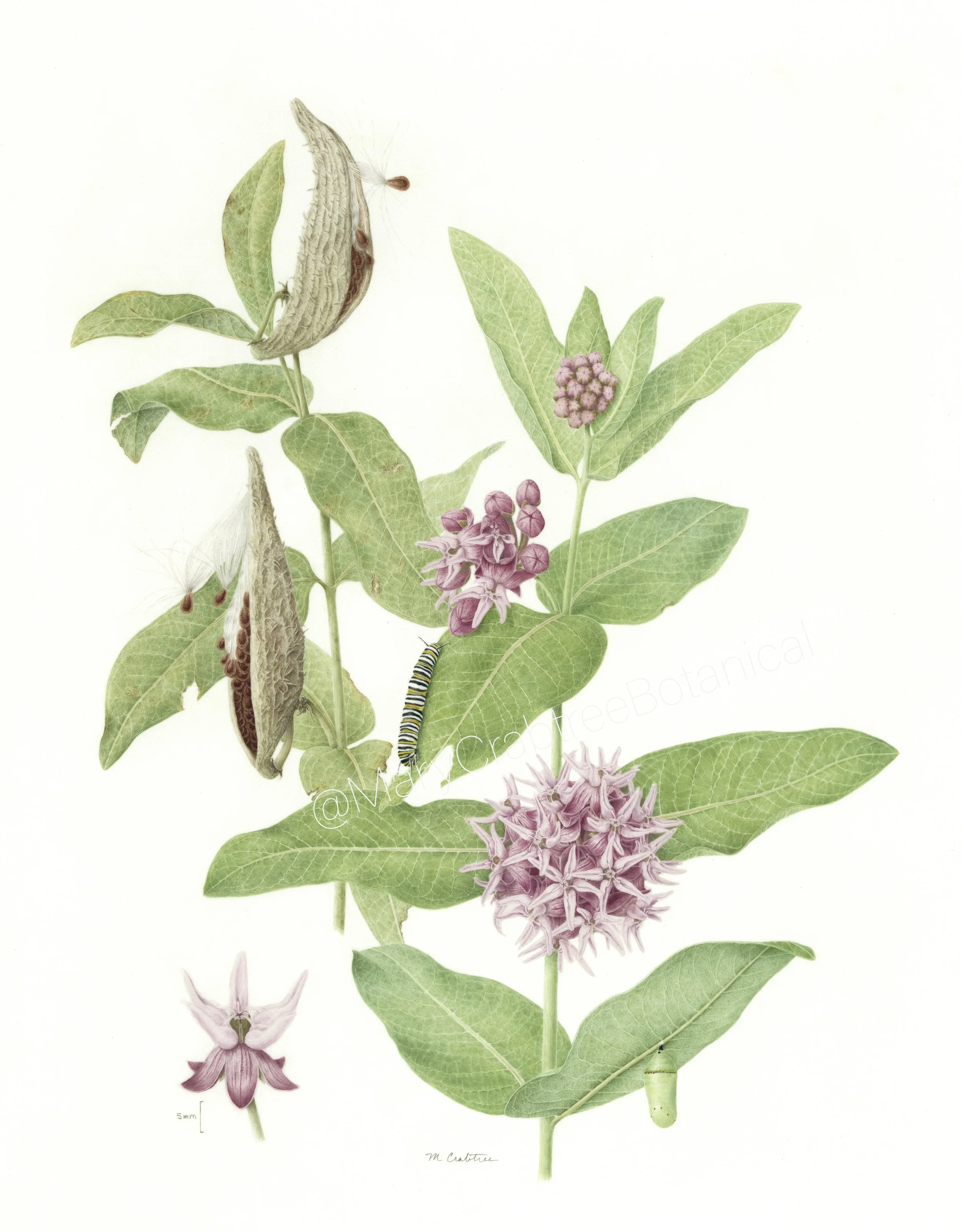 Asclepias speciosa - Watercolor on Vellum