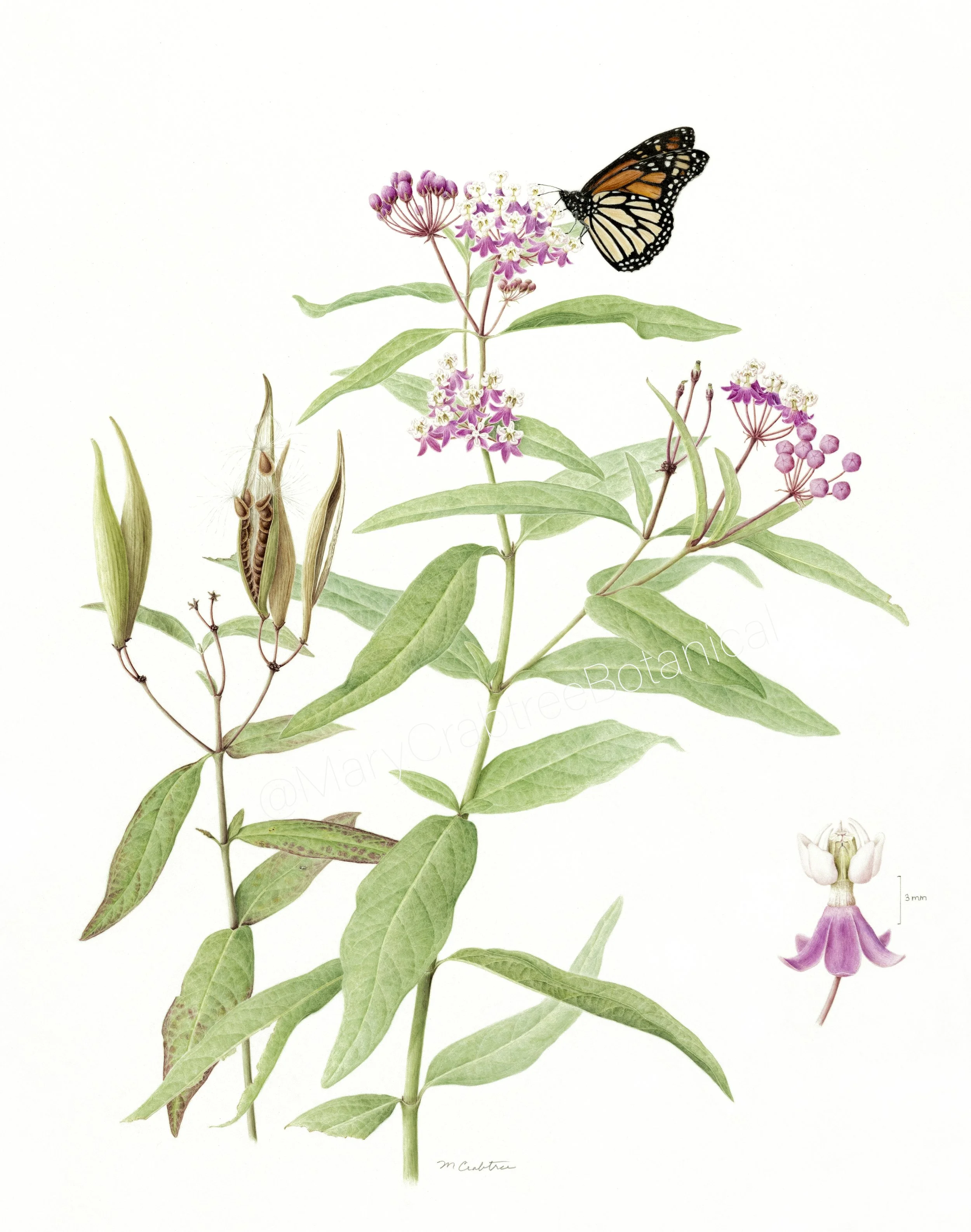 Asclepias incarnata - Watercolor on Vellum