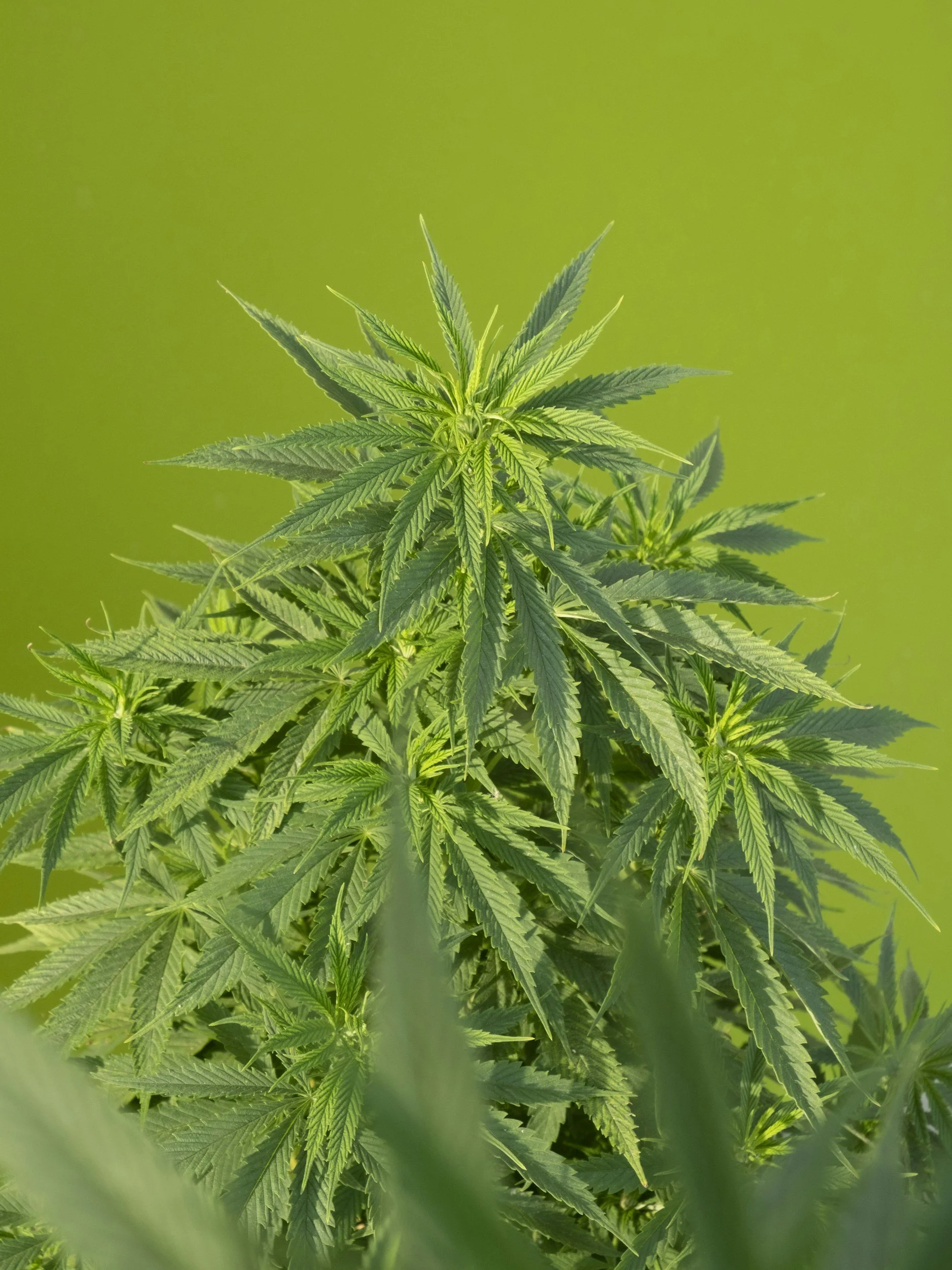 Close-up of a green medicinal cannabis plant with pointed leaves against a blurred green background.
