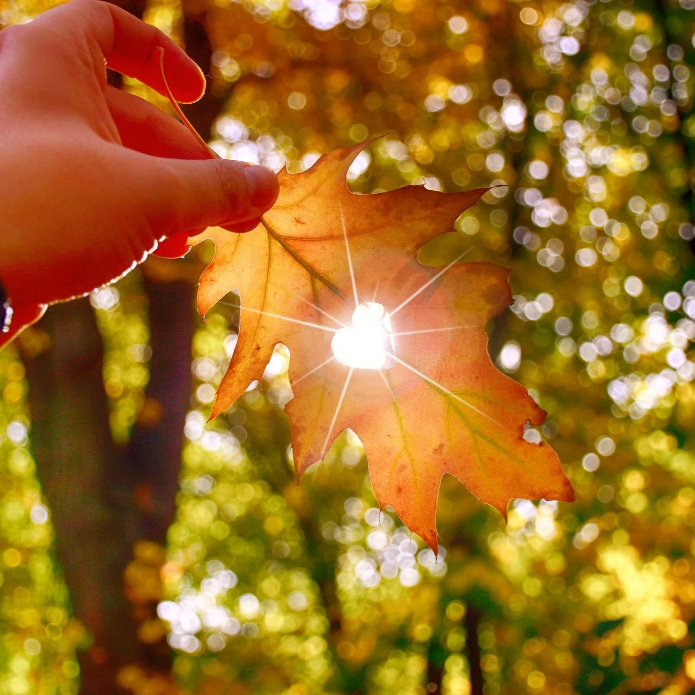 As we head into Thanksgiving, I just want to say thank you.
Thank you for following me and for your support, for showing up for your own well-being, and for allowing me to be a small part of your health and wellness journey.

My hope for you this sea