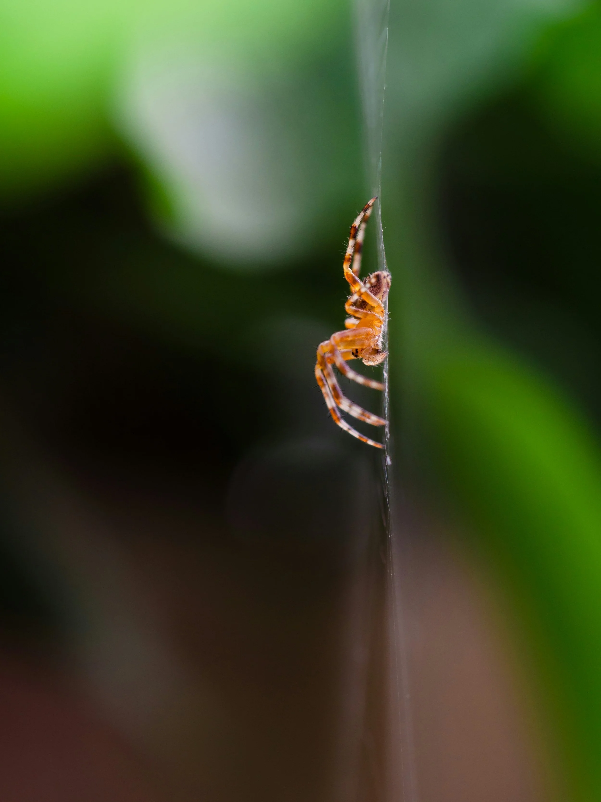 A brown and orange spider waiting patiently on a vertical web