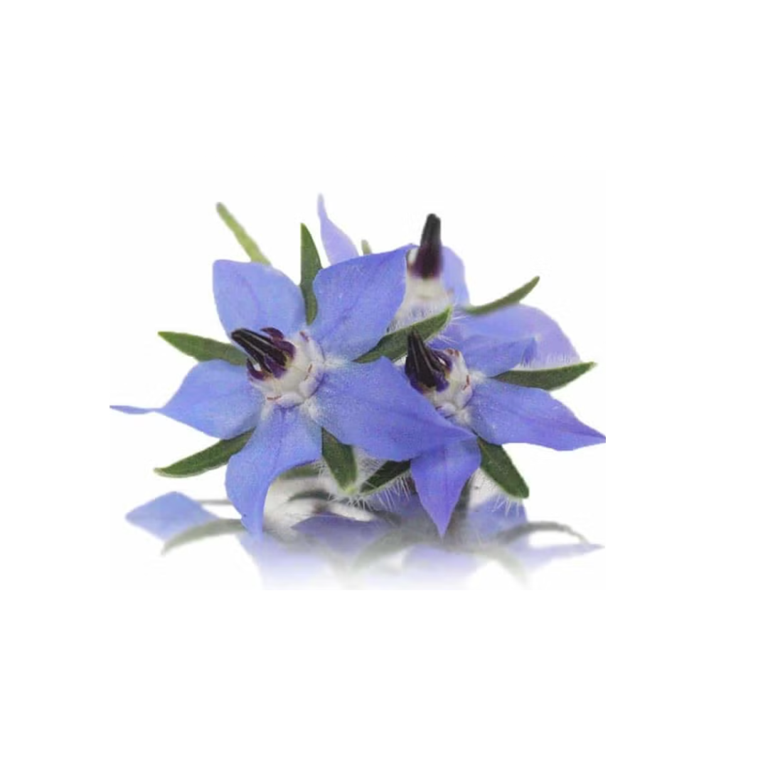 Borage.png