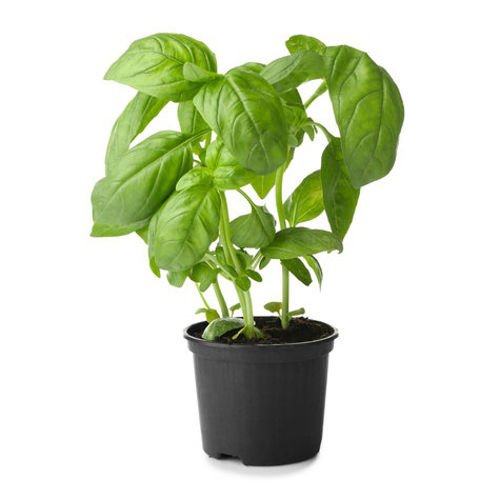 Potted Basil