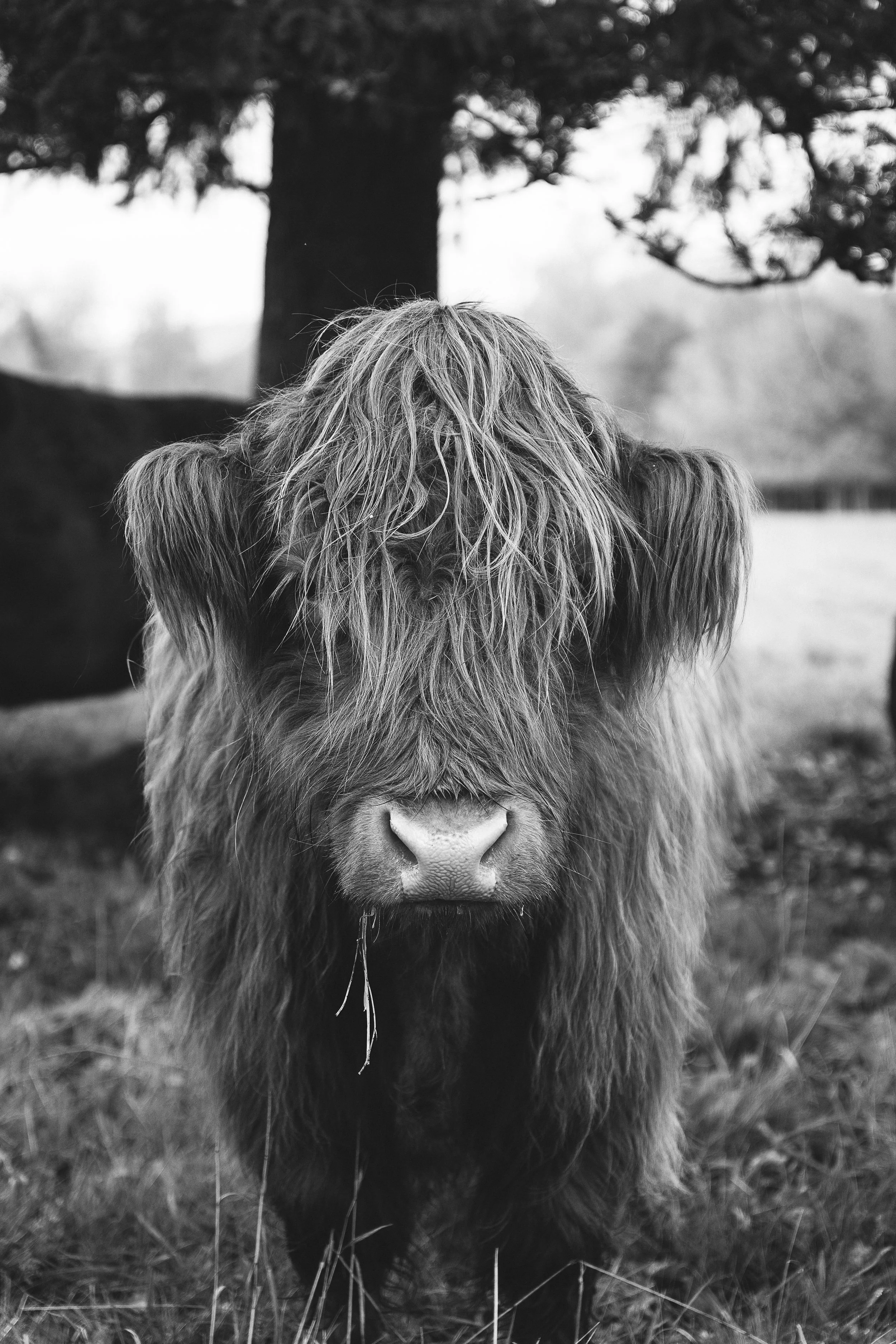 Highland Cattle 70x100.jpg