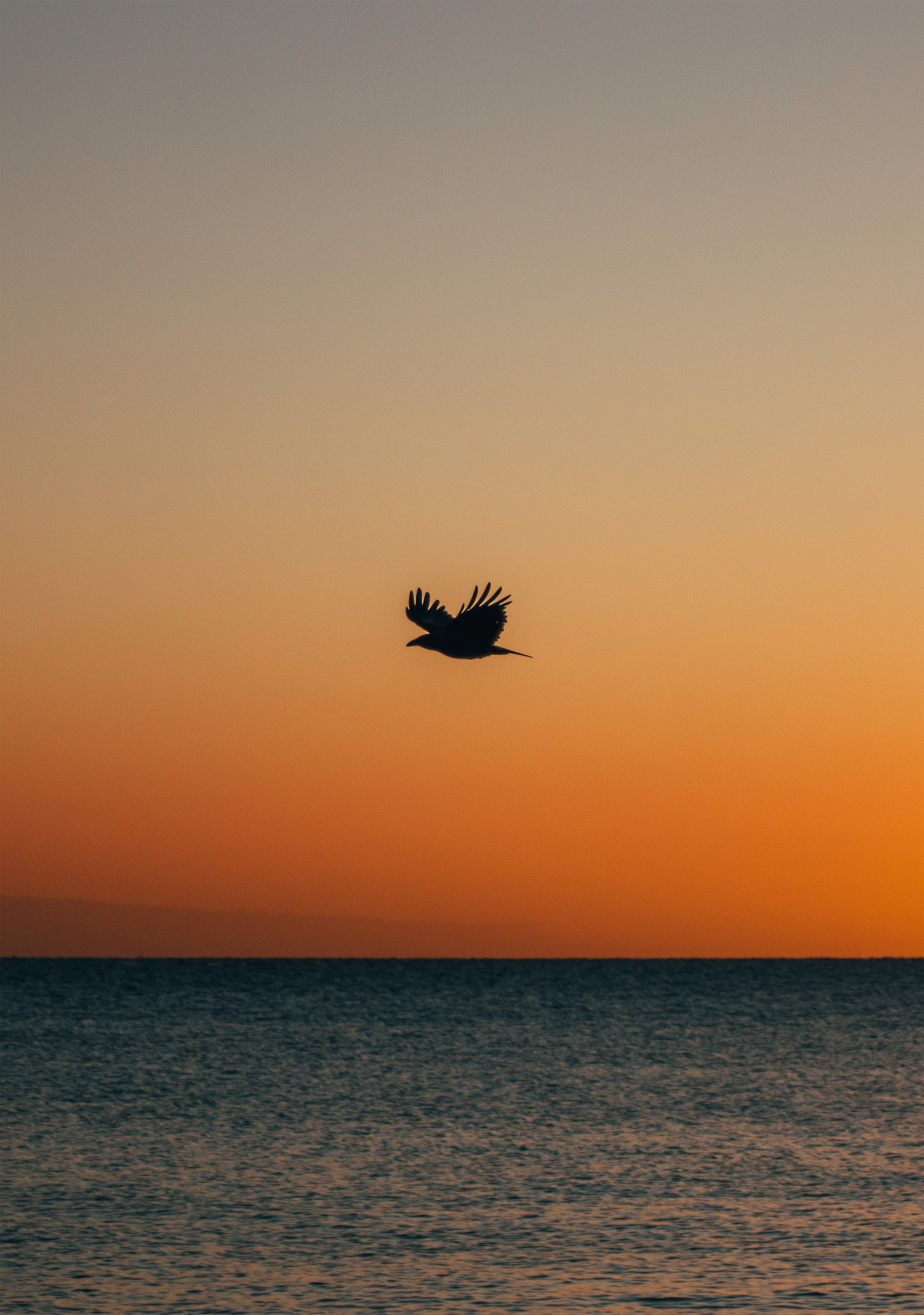 Sunset Bird.jpg