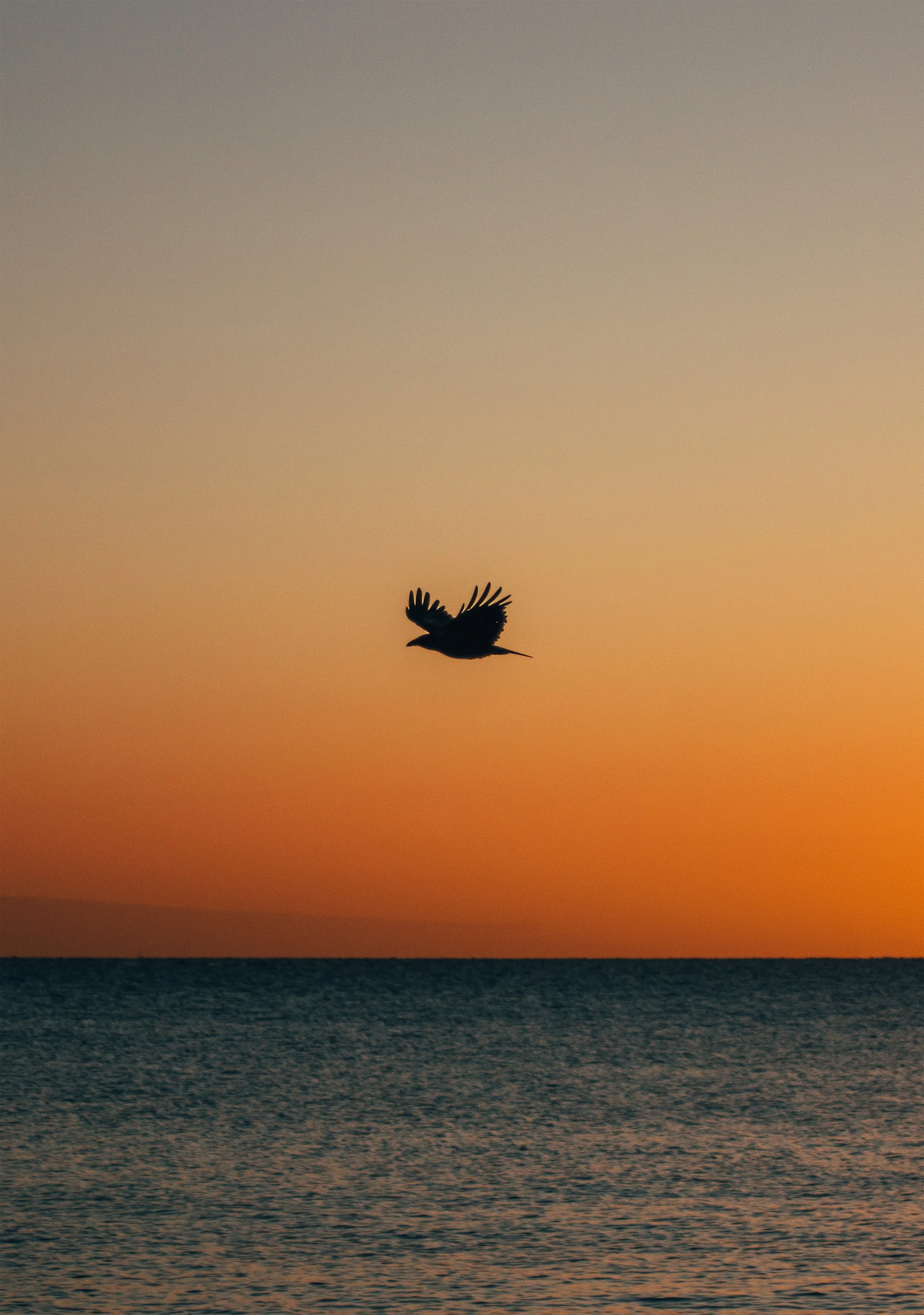 Sunset Bird.jpg