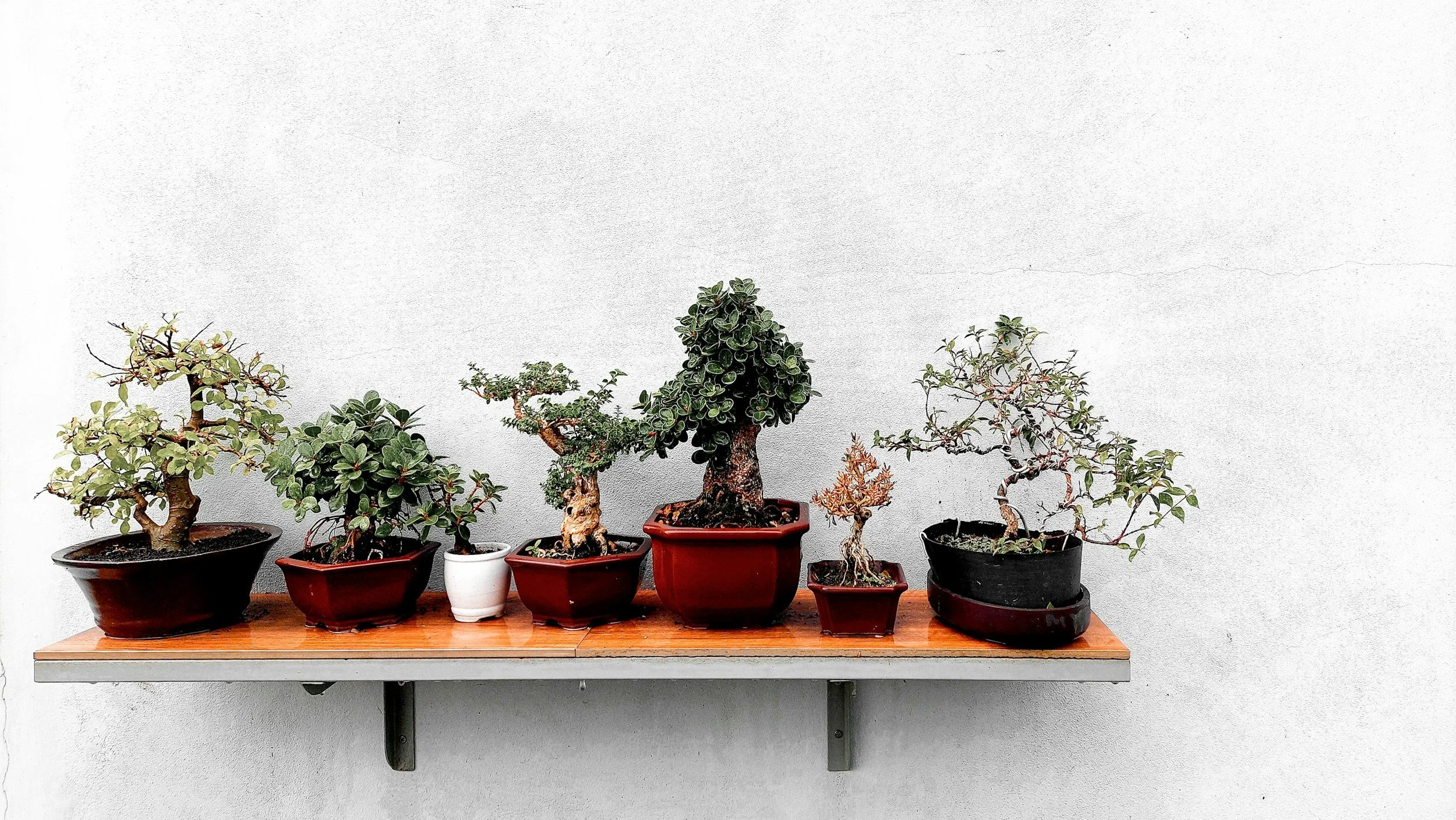 bonsai &amp; brews