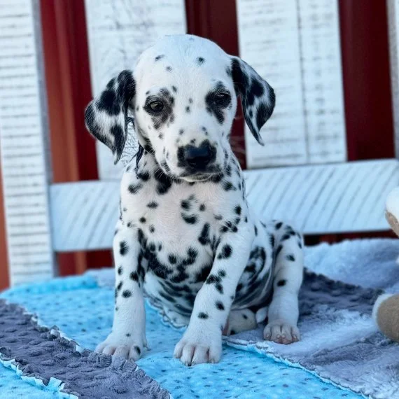 Dalmatian puppy sitting on a blue and gray blanket