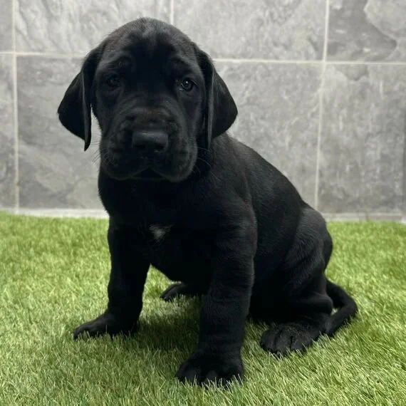 Black puppy sitting on grass indoors