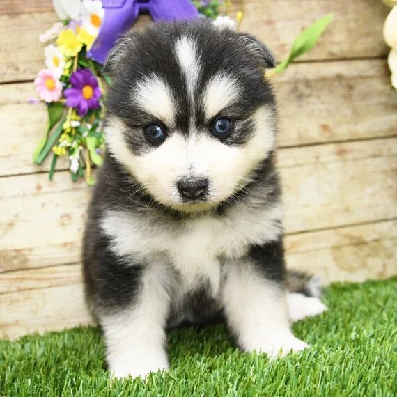 Adorable husky puppy sitting on grass with floral background.
