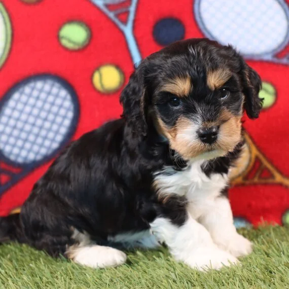 Cute black, white, and tan puppy sitting on grass with a colorful red background.