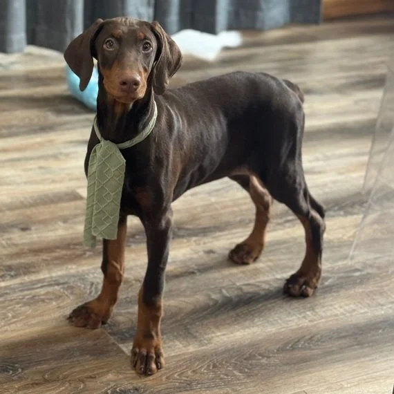 Doberman puppy wearing a green tie