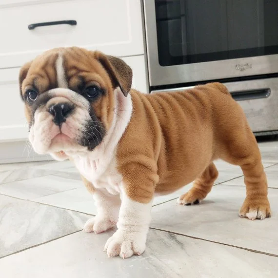 Bulldog puppy standing on a tiled kitchen floor.
