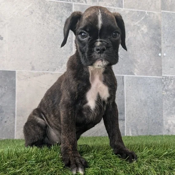Puppy sitting on grass in front of a tiled wall