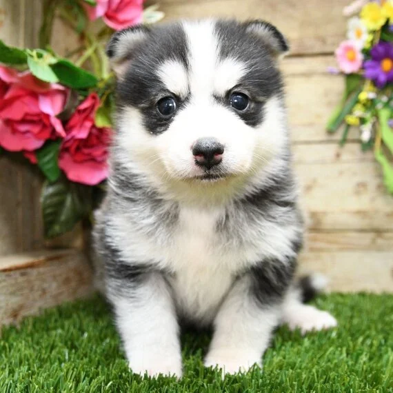 Cute fluffy puppy sitting on grass with colorful flowers and wooden background.