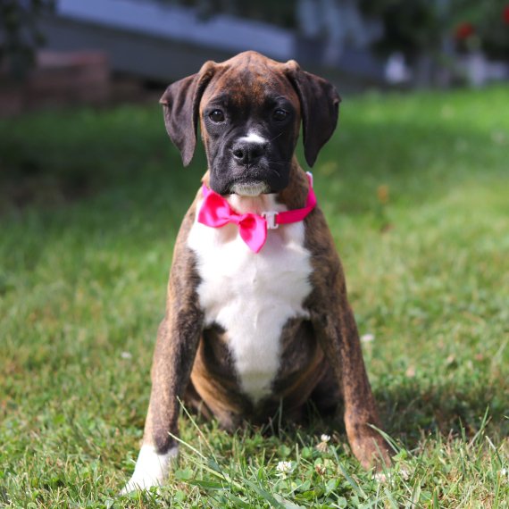 Boxer puppy wearing a pink bow tie sitting on grass.