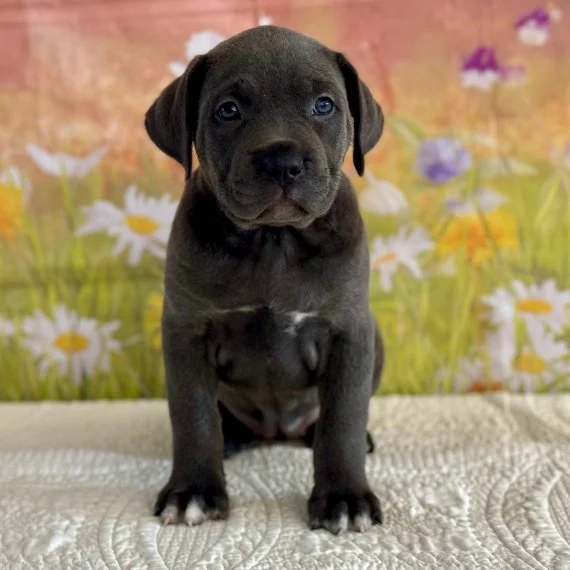 Black puppy sitting on a white blanket with floral background.